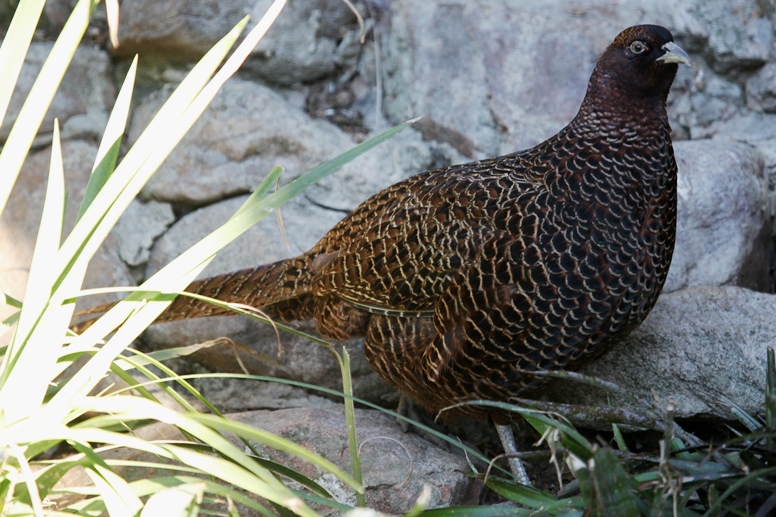 large brown bird